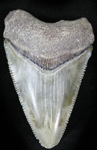 Serrated  Bone Valley Megalodon Tooth #22908